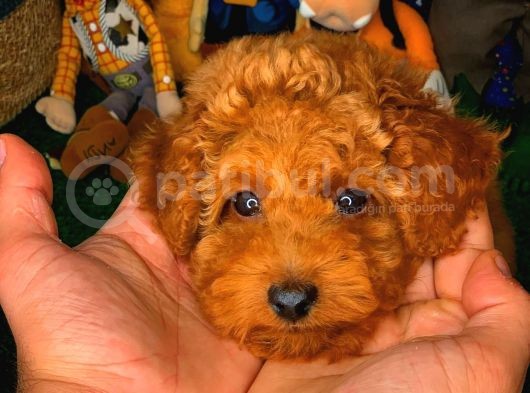 En Iyi Kalıte Tcup Red Toy Poodle Yavrularımız görsel