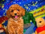 En Iyi Kalıte Tcup Red Toy Poodle Yavrularımız