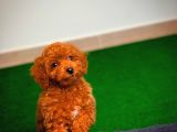 En Iyi Kalıte Tcup Red Toy Poodle Yavrularımız