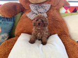 Red Toy Poodle  Yavrularımız