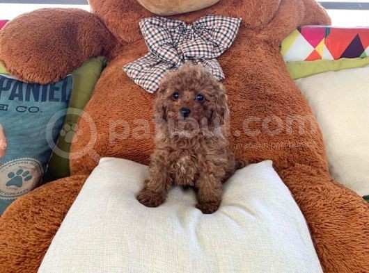 Red Toy Poodle  Yavrularımız görsel