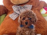 Red Toy Poodle  Yavrularımız