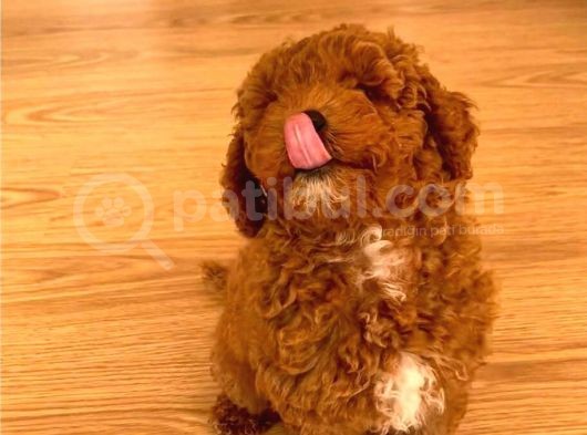 Red Toy Poodle  Yavrularımız görsel