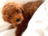 Red Toy Poodle  Yavrularımız