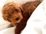 Red Toy Poodle  Yavrularımız
