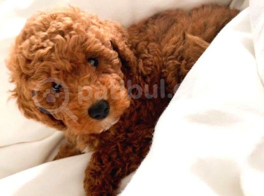 Red Toy Poodle  Yavrularımız görsel