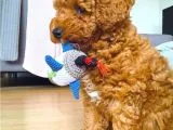 Red Toy Poodle  Yavrularımız