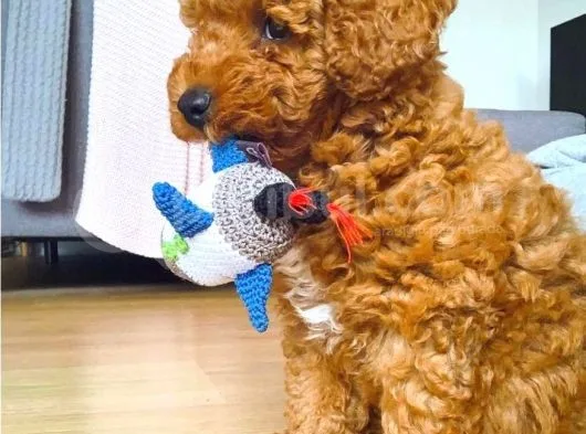 Red Toy Poodle  Yavrularımız
