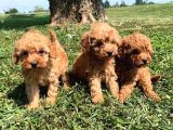 Red Toy Poodle  Yavrularımız