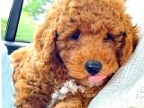Red Toy Poodle  Yavrularımız