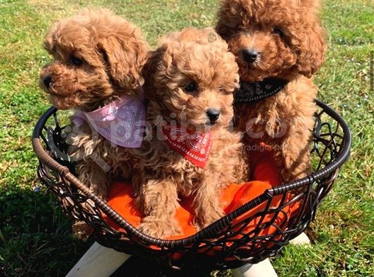 Red Toy Poodle  Yavrularımız görsel