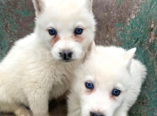 Husky Yavrular