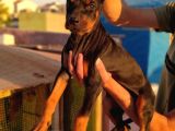 Doberman