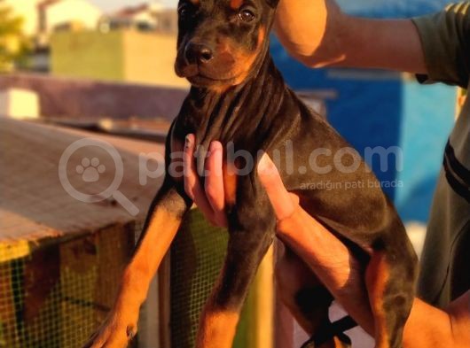 Doberman görsel