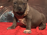 Xl Bully