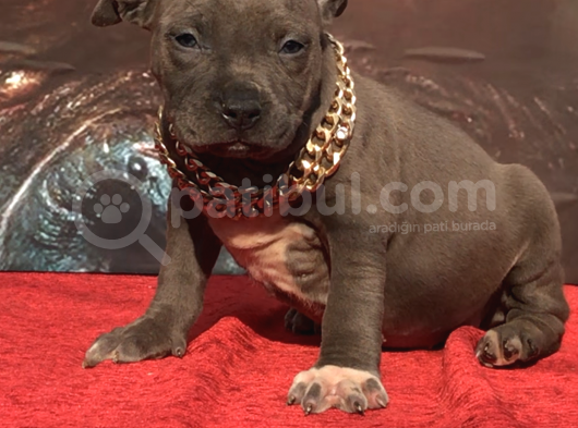 Xl Bully görsel