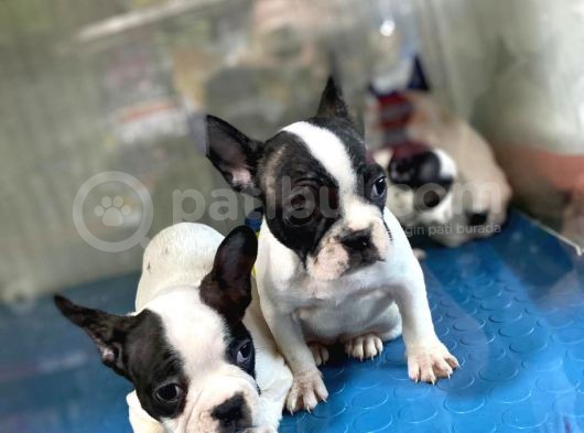 French Bulldog görsel