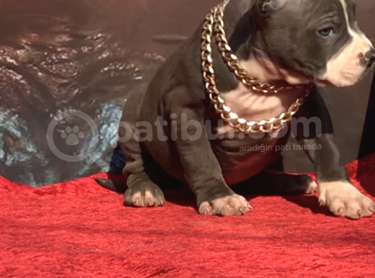 Xl Bully görsel