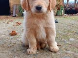 Golden Retriver