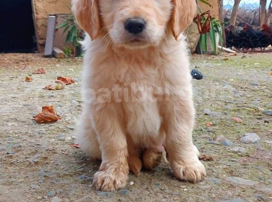 Golden Retriver görsel