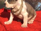 Xl Bully
