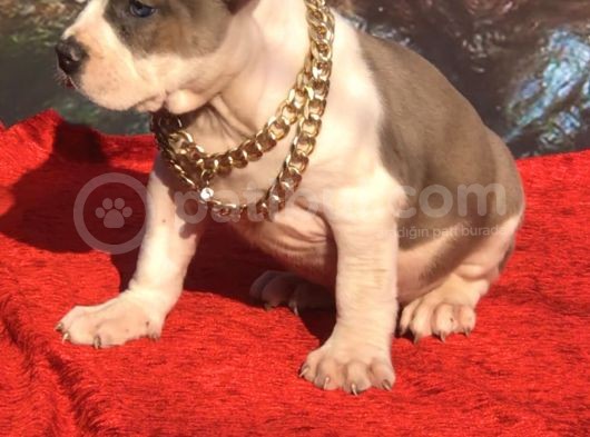 Xl Bully görsel