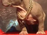 XL Bully