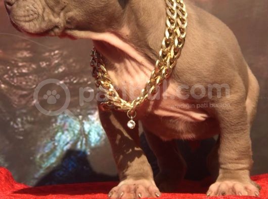 Xl Bully görsel