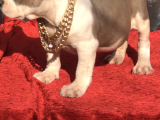Xl Bully