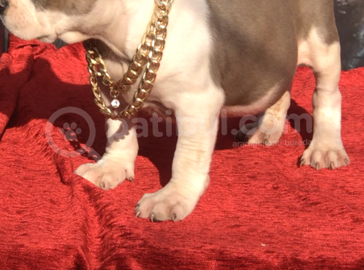 Xl Bully görsel
