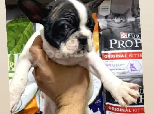 French Bulldog
