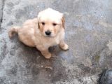 Golden Retriver