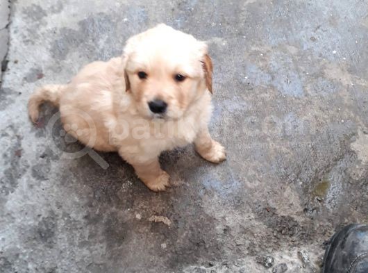 Golden Retriver görsel