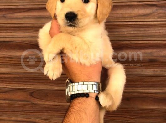 Golden Retriver görsel