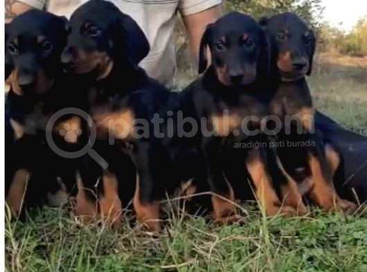 Doberman görsel