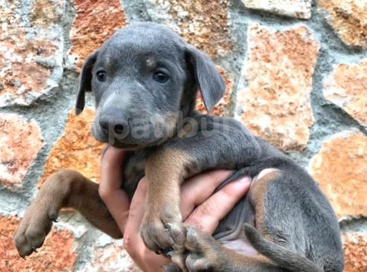 Doberman