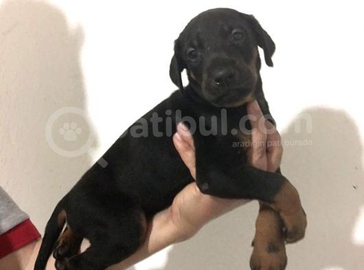 Doberman görsel