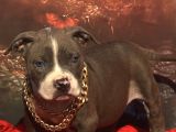 Xl Bully