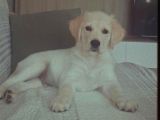 Golden Retriver