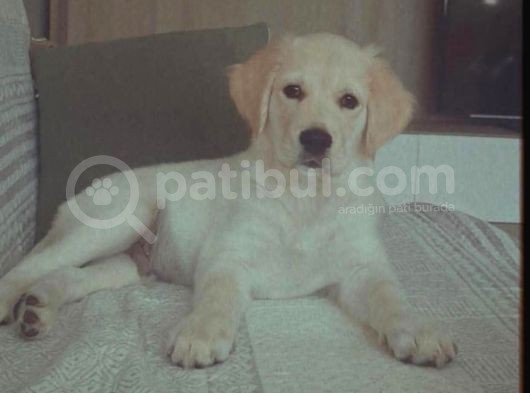 Golden Retriver görsel