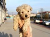 Poodle Değil Maltipoo