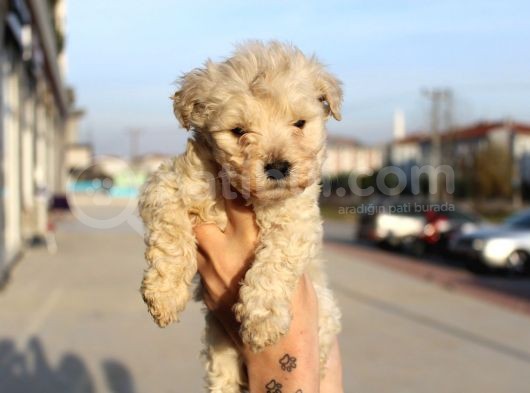 Poodle Değil Maltipoo görsel
