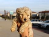 Poodle Değil Maltipoo