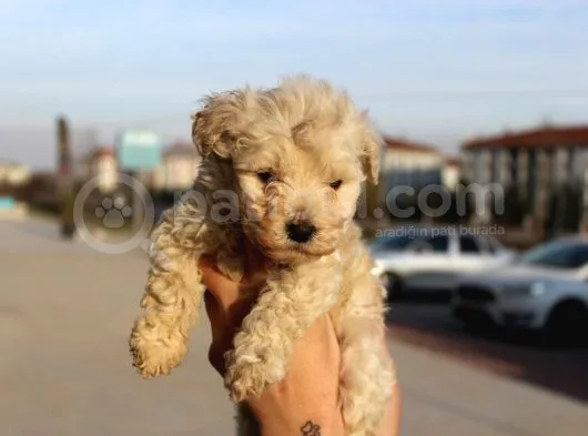 Poodle Değil Maltipoo