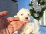 Maltese&Terrier Bebeklerim