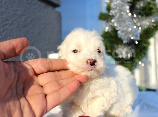Maltese&Terrier Bebeklerim görsel