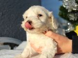Maltese&Terrier Bebeklerim