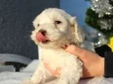 Maltese&Terrier bebeklerim