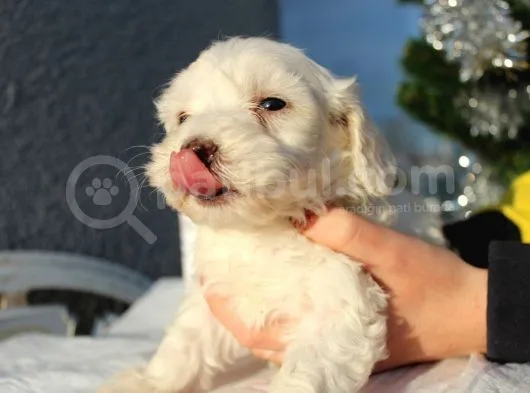 Maltese&Terrier Bebeklerim