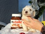 Maltese&Terrier Bebeklerim